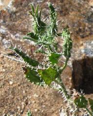 Codon royenii