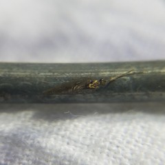 Sympherobius occidentalis