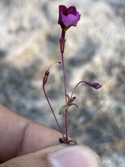 Erythranthe purpurea