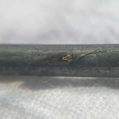 Sympherobius occidentalis