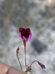 Erythranthe purpurea