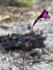 Erythranthe purpurea