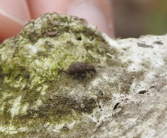 Myosides seriehispidus