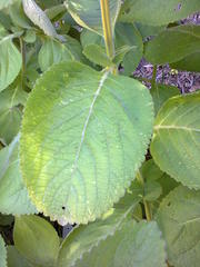 Coleus barbatus grandis