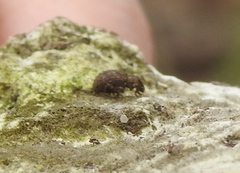 Myosides seriehispidus