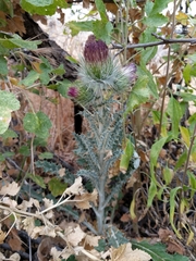 Cirsium occidentale