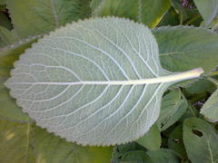 Coleus barbatus grandis