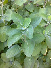 Coleus barbatus grandis
