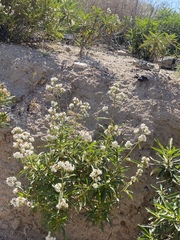 Eriodictyon trichocalyx