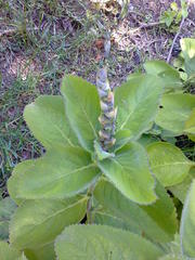 Coleus barbatus grandis