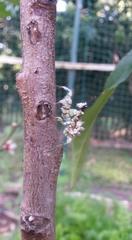 Pseudocreobotra wahlbergi