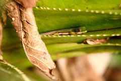 Phelsuma lineata