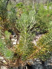 Athanasiinae