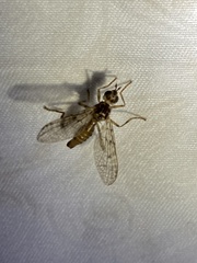 Boreothrinax maculipennis