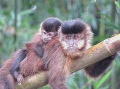 Black Capuchin photo 4