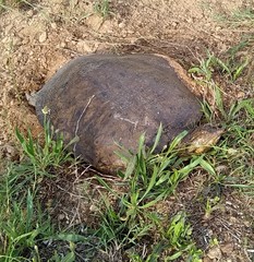 Apalone spinifera aspera