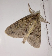 Pseudocoremia suavis