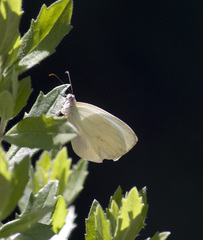 Pseudopieris nehemia