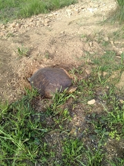 Apalone spinifera aspera