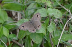 Ypthima baldus baldus