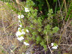 Euphrasia formosissima