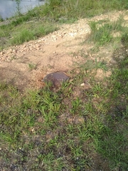 Apalone spinifera aspera