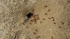 Pogonomyrmex californicus