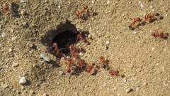 Pogonomyrmex californicus