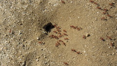 Pogonomyrmex californicus