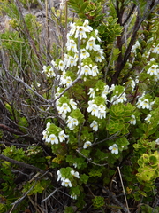Euphrasia formosissima