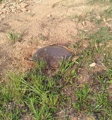 Apalone spinifera aspera