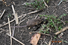 Peromyscus mexicanus