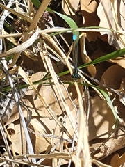 Ischnura damula