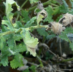 Coelopoeta phaceliae