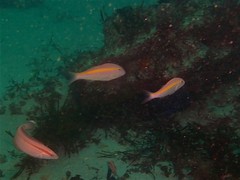 Parupeneus chrysopleuron