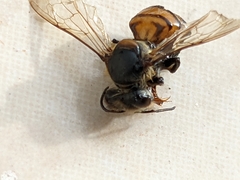 Apis mellifera