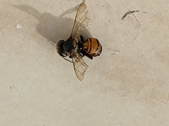 Apis mellifera