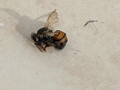 Apis mellifera