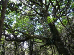 Zanthoxylum externum