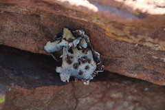 Xanthoparmelia hottentotta