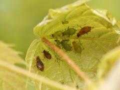 Periphyllus testudinaceus