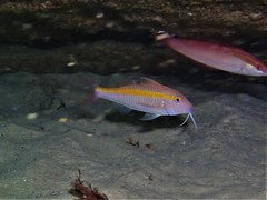 Parupeneus chrysopleuron