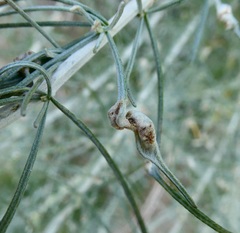 Aceria paracalifornica