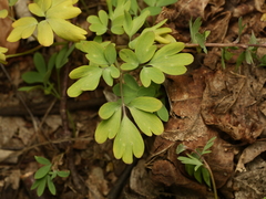 Corydalis solida