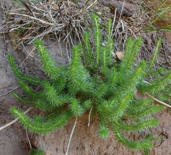 Linanthus californicus