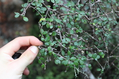 Coprosma wallii