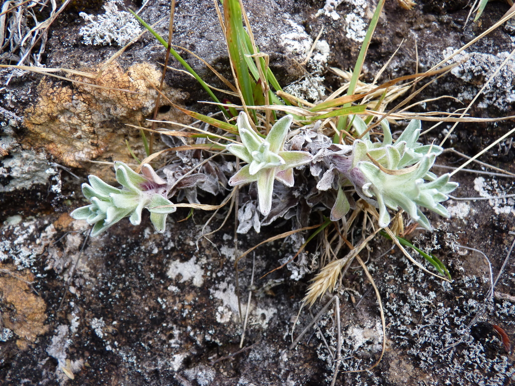 Gamochaeta fernandeziana