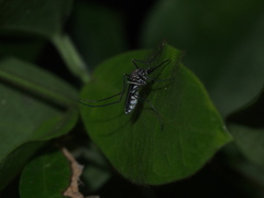 Armigeres subalbatus