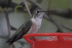 Selasphorus calliope