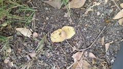 Terminalia calamansanai